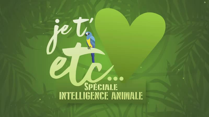 Je t'aime etc